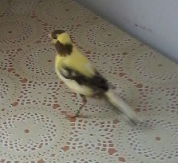 20140405_154033-1; Pui baltat 2014
