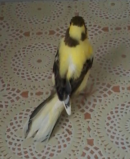 Mascul Baltat 16 RC48 2014 (2)-1; Mascul 2014
