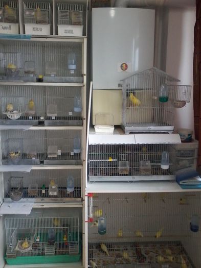 20140405_153313; Reproducere Harz Roller 2014
