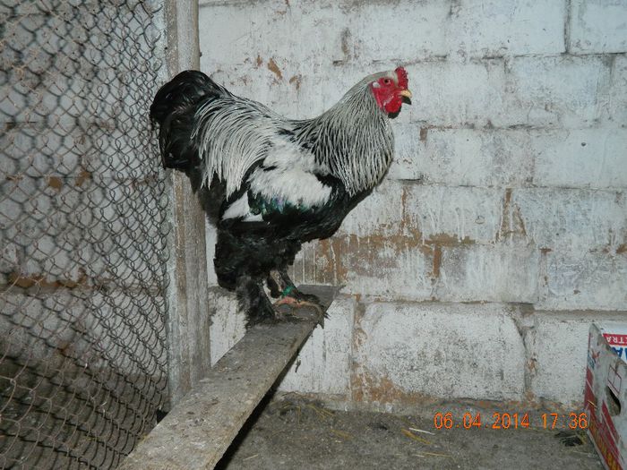 bhi - Cocos rezerva-bhi - VANDUT