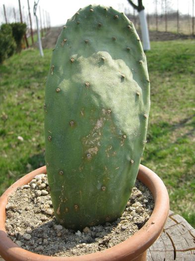 Martie 2012 - Opuntia ficus-indica 1