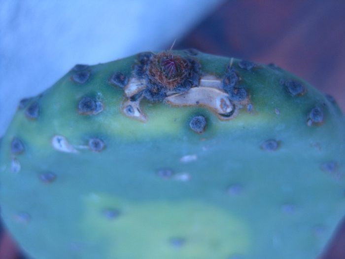 Iunie 2013 - Opuntia ficus-indica 1