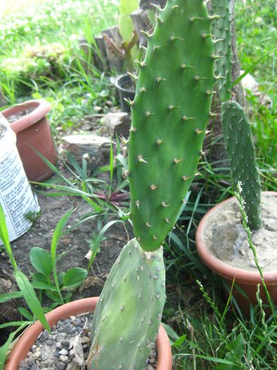 Iulie 2013 - Opuntia ficus-indica 1