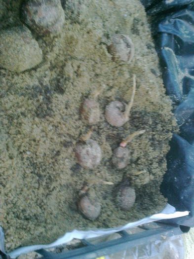 nuci la germinat in nisip - germinatie