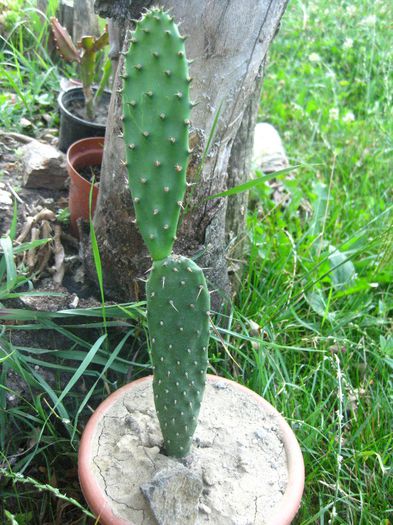 Iulie 2013 - Opuntia ficus -indica 2