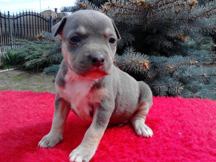 M 1 - REZERVAT - DE VANZARE PUI PITBULL BLUE NEGRU TRICOLOR- 0742279929 EXPIRAT 1