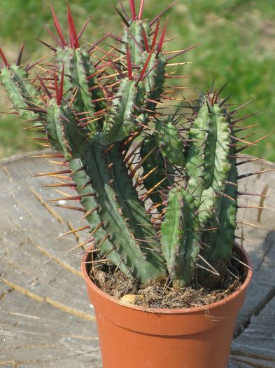 Martie 2012 - Euphorbia enopla