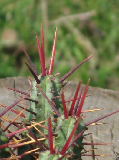 Martie 2012 - Euphorbia enopla