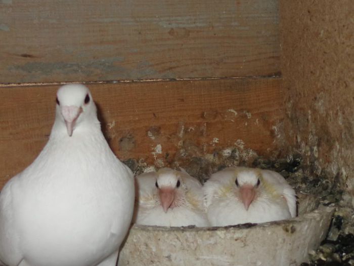 famili portret - porumbeii mei