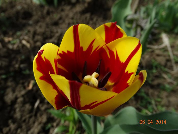 DSC01568 - Plante in gradina 2014