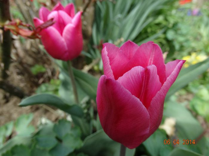 DSC01557