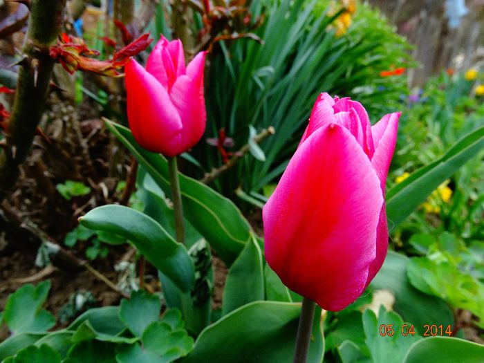 DSC01535