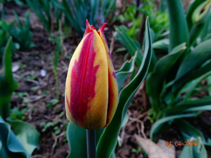 DSC01484