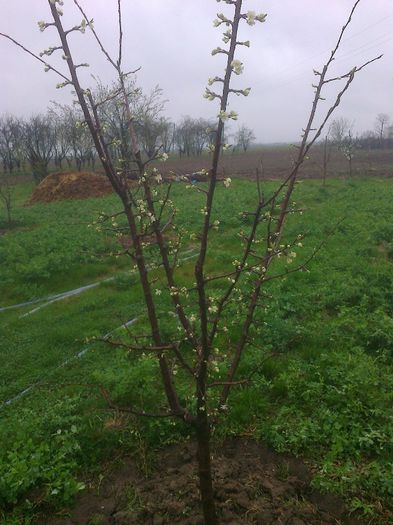 gata sa infloreasca - si pruni