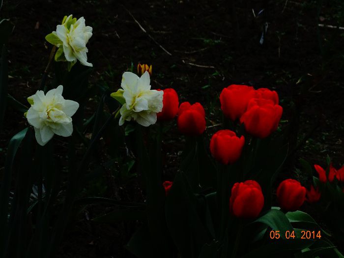 DSC01509