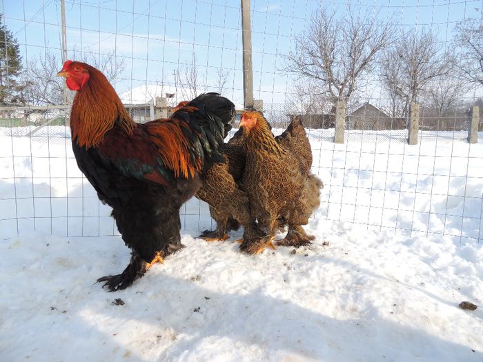 DSCN2955 - Copy - Copy