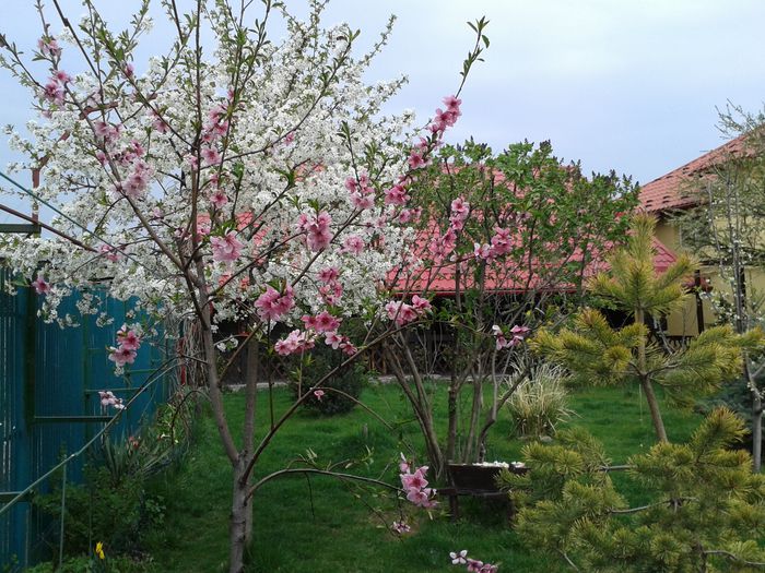 5 aprilie Un piersic si-un visin cu flori