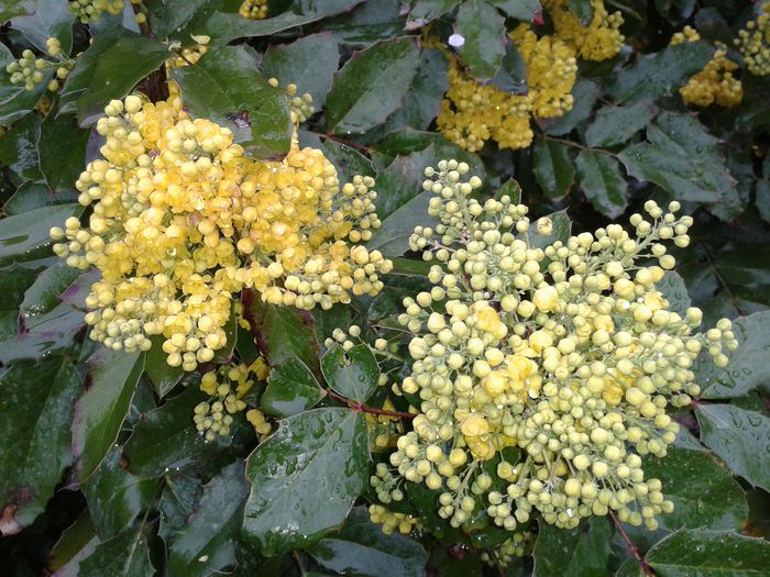 Flori parfumate de MAHONIA