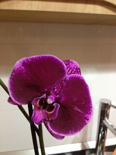 image - phalaenopsis