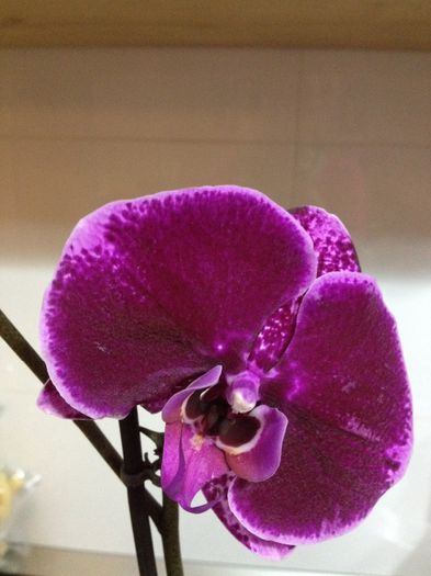 image - phalaenopsis