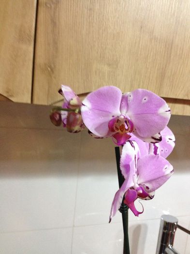 image - phalaenopsis