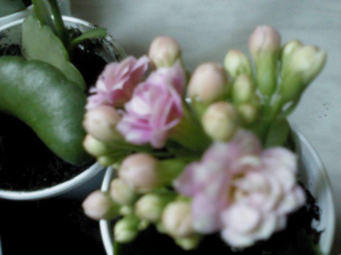 cresa de Kalanchoe 004