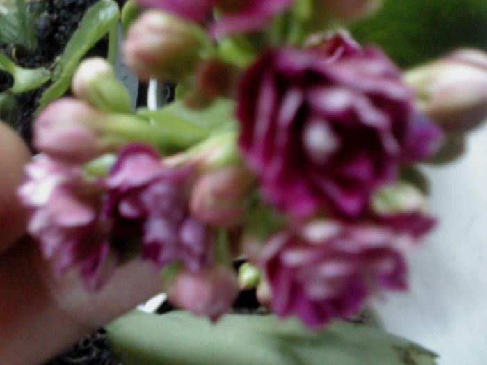 cresa de Kalanchoe 007