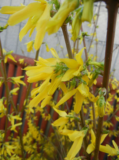 Forsythia x intermedia (2014, March 20)