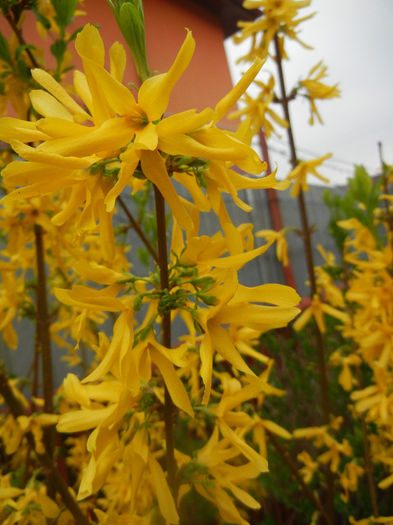 Forsythia x intermedia (2014, April 01) - FORSYTHIA x Intermedia