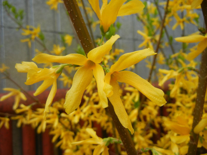 Forsythia x intermedia (2014, April 01) - FORSYTHIA x Intermedia