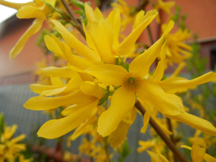 Forsythia x intermedia (2014, April 01) - FORSYTHIA x Intermedia