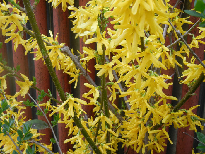 Forsythia x intermedia (2014, April 01)