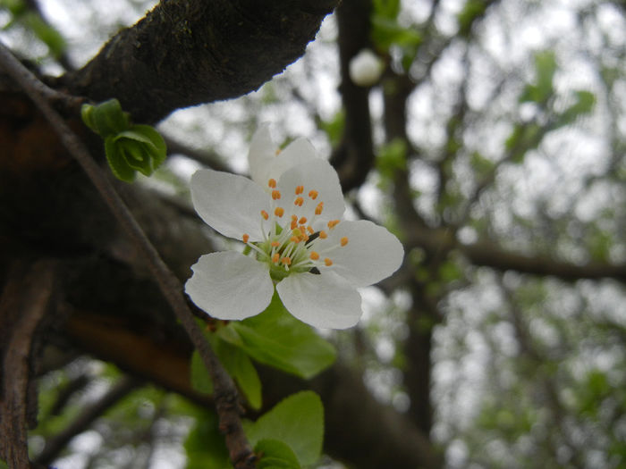 Cherry Plum Blossom (2014, March 25) - Cherry Plum Tree_Corcodus