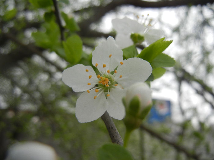 Cherry Plum Blossom (2014, March 25)
