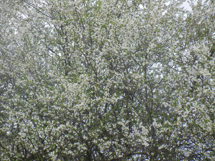 Cherry Plum Blossom (2014, March 26)