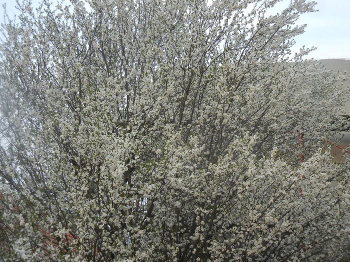 Cherry Plum Blossom (2014, March 26)