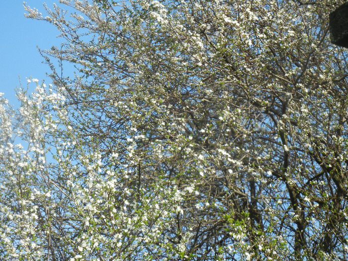 Cherry Plum Blossom (2014, March 27)