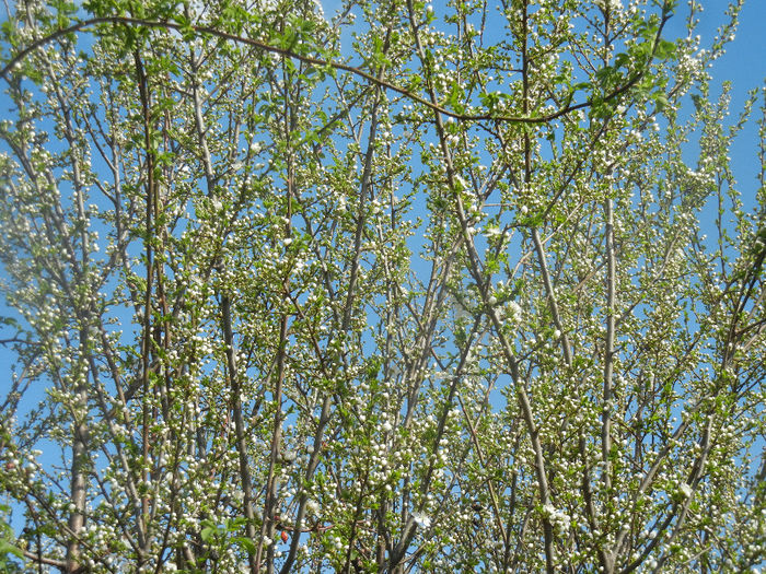 Cherry Plum Blossom (2014, March 27) - Cherry Plum Tree_Corcodus