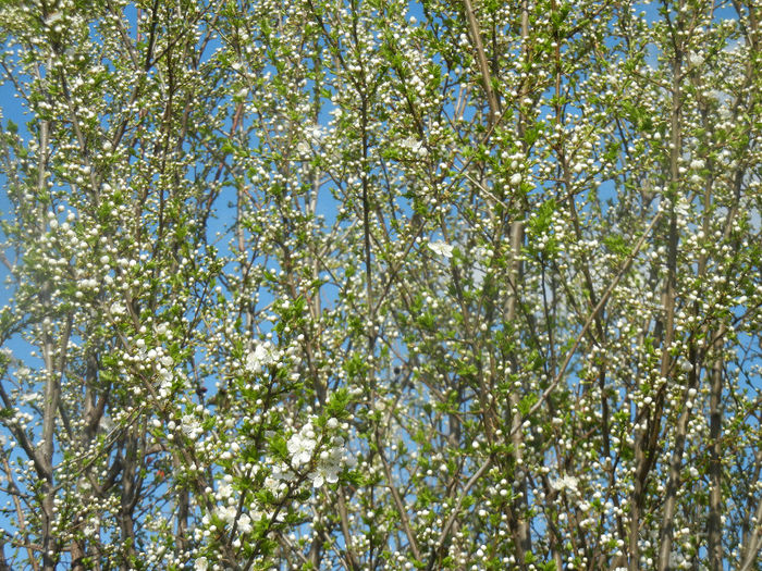 Cherry Plum Blossom (2014, March 27) - Cherry Plum Tree_Corcodus