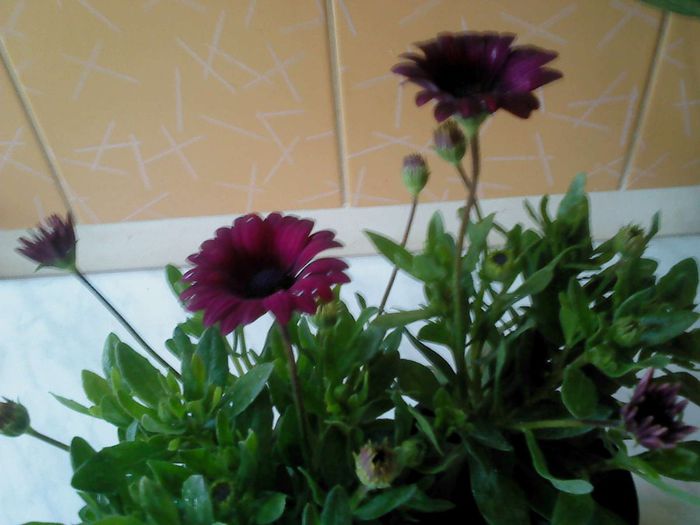 Osteospermum 001 - Osteospermum