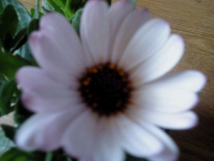 Osteospermum 012 - Osteospermum