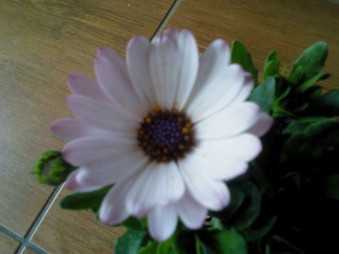 Osteospermum 013 - Osteospermum