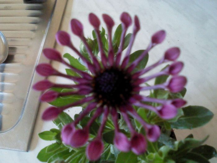 Osteospermum 010