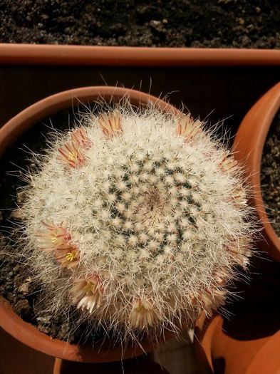 20140329_160524 - cactusi 2014