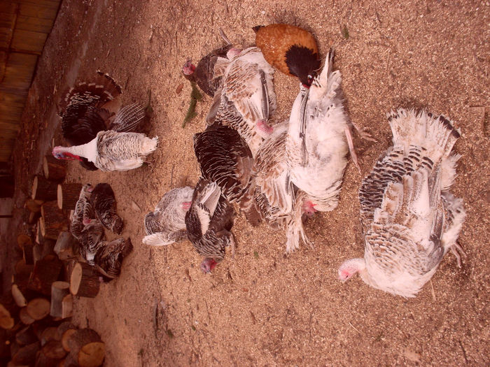 SDC11930 - Curcan de casa