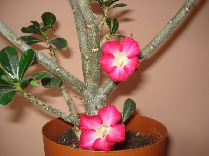 DSC07518 - ADENIUM