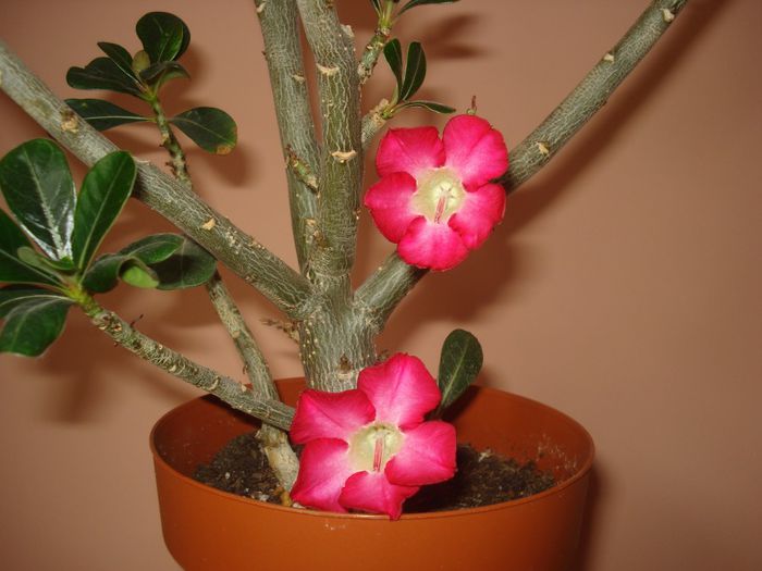 DSC07520 - ADENIUM