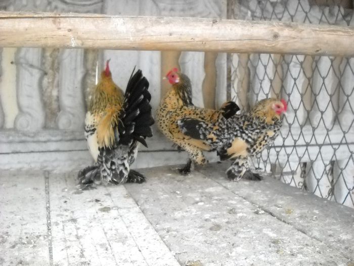 VINDUTE - DE PRIN CURTE