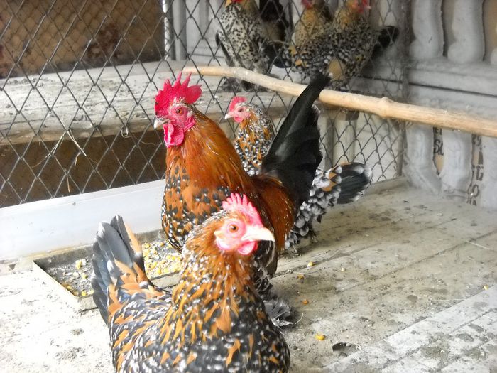 VINDUTE - DE PRIN CURTE