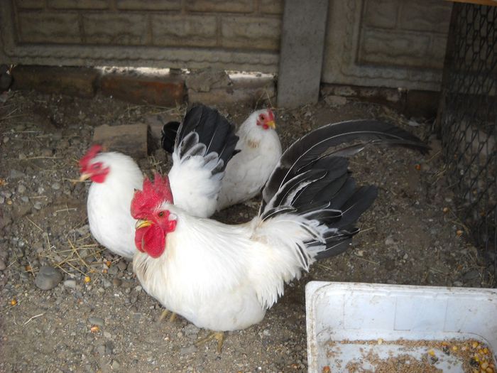 Vanduti - DE PRIN CURTE